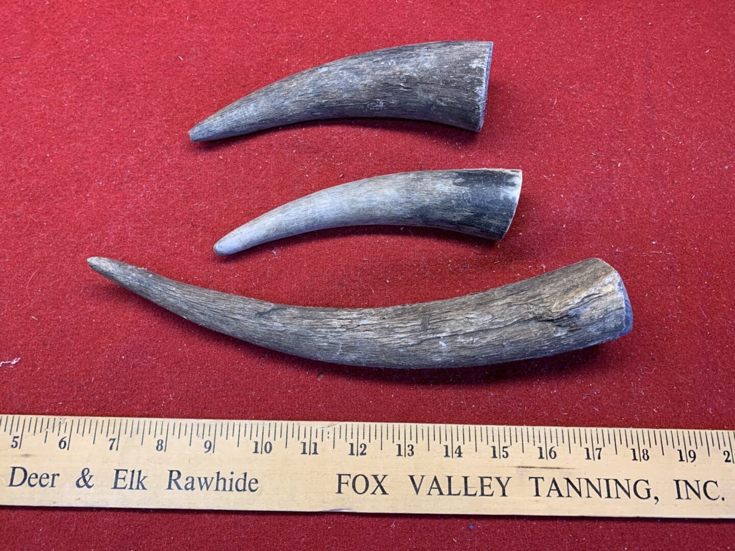 Small, Raw and Unfinished Cow Horns available