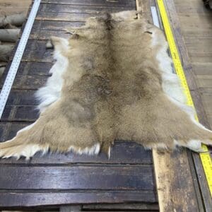 Measuring a piece of animal fur