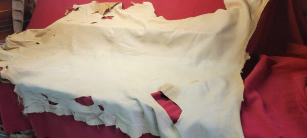 Animal hide stretched out on red fabric.