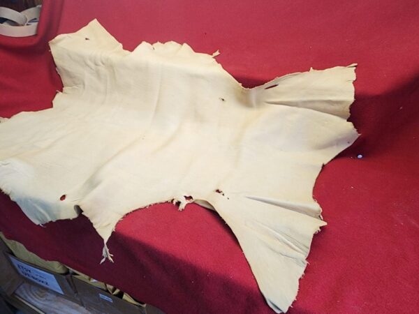 Tanned animal hide on red surface.