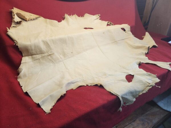 20231221_144000 Tanned hide on red cloth surface.
