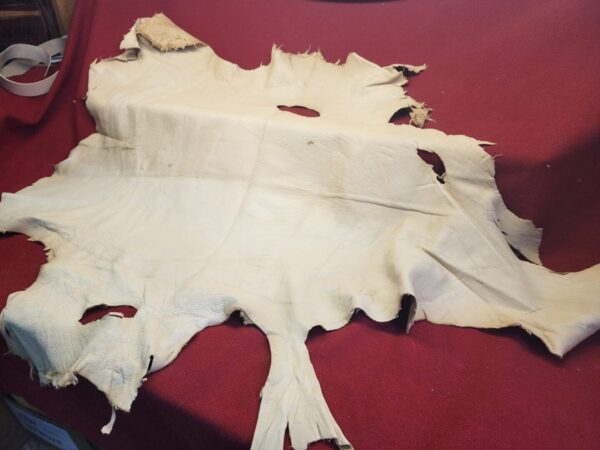 20231221_144004 Animal hide on a red surface.