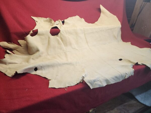 Tanned animal hide on red cloth background.