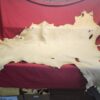 Animal hide displayed on red surface.