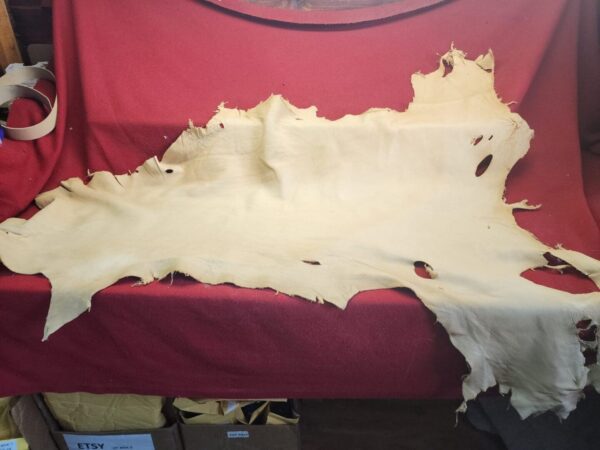Animal hide displayed on red surface.