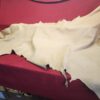 Tanned leather hide on red fabric surface.