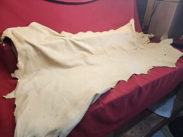 Tanned animal hide on red surface.