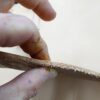 Hand holding a piece of leather edge.