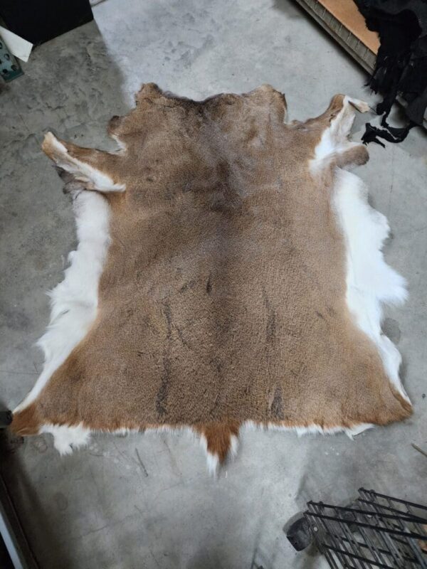 Animal hide laid out on concrete floor.