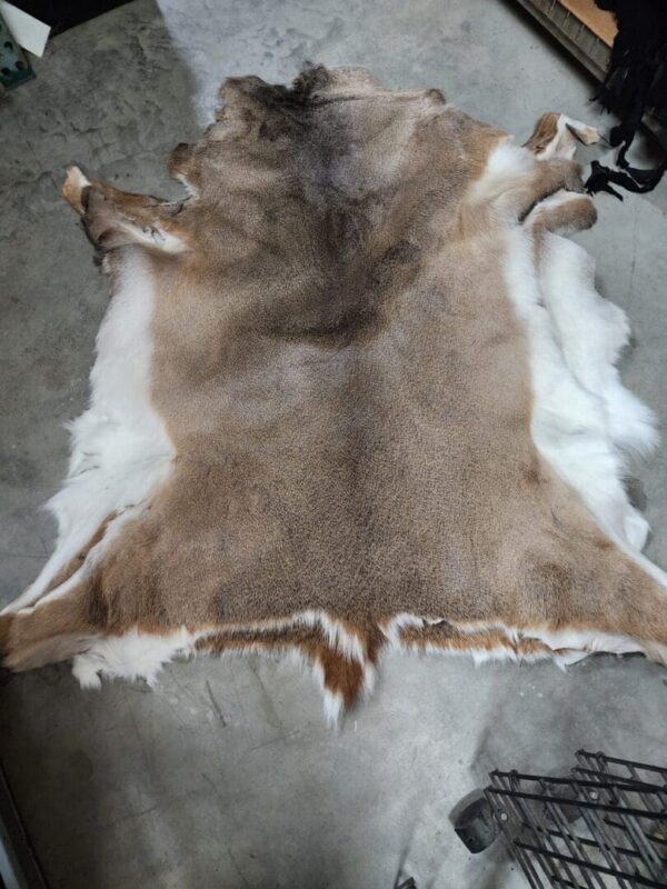 Animal hide displayed on a concrete floor.