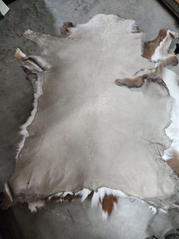 Animal hide laid out on concrete floor.