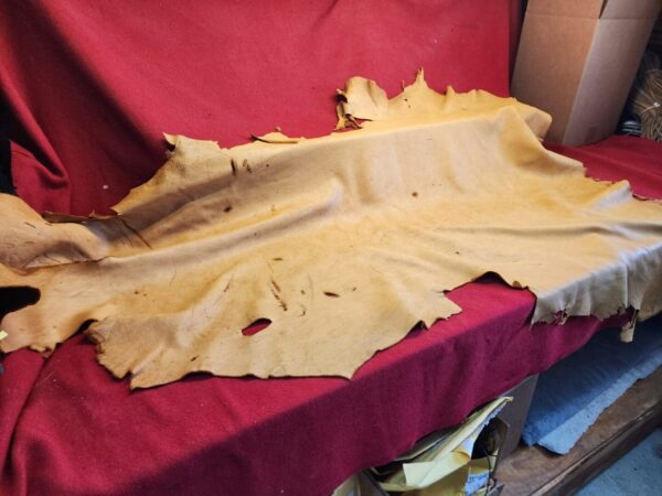 20240508_124336 Tanned leather hide on red fabric.