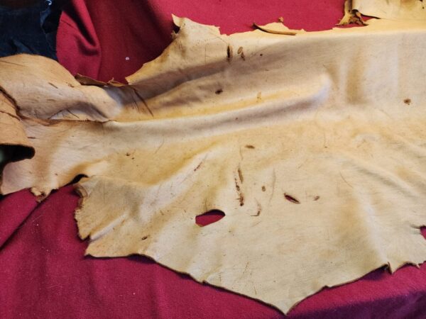 20240508_124344 Tanned leather hide on red fabric background.