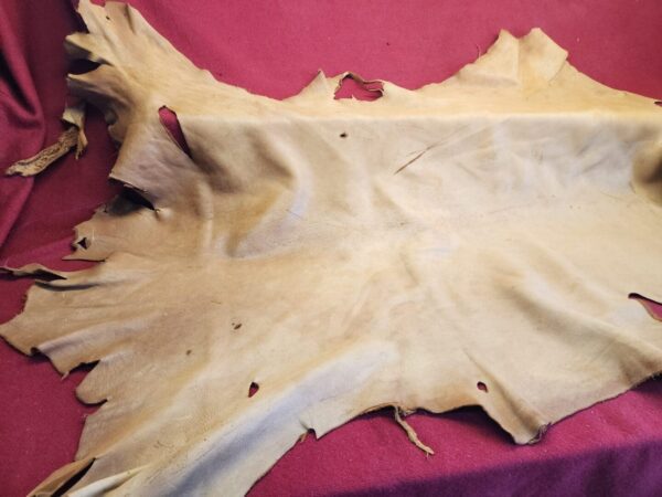 20240508_124542 Tanned leather hide on a red background.