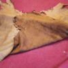 Tanned animal hide on red surface.