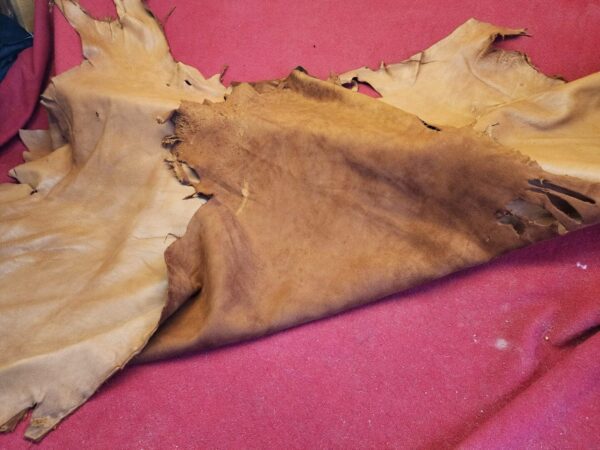 Tanned animal hide on red surface.