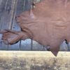 IMG_1909 Brown leather hide on wooden surface.