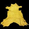 Yellow animal hide laid flat on black background.