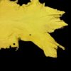Yellow animal hide on a black background.