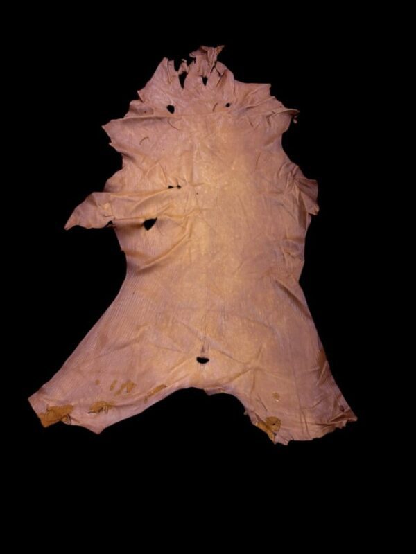 Animal hide displayed against a black background.