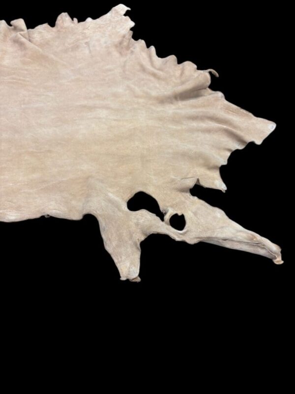 Animal hide with irregular edges on black background.