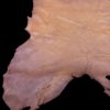 Tanned animal hide on a black background.