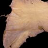 Animal hide against a black background.