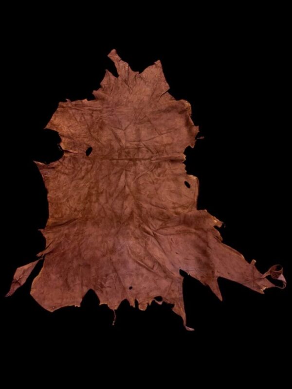 Dried leaf against a black background.
