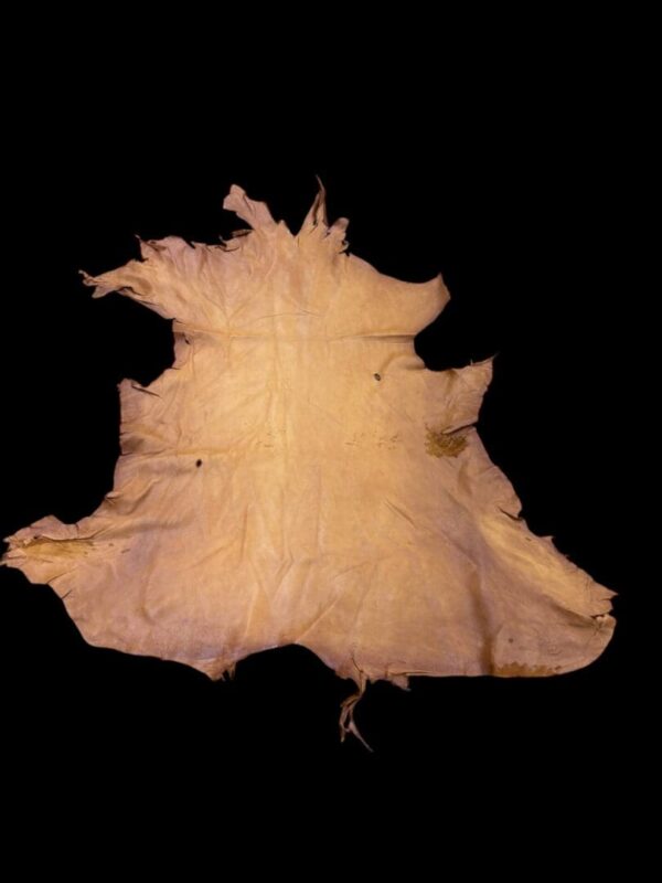 Animal hide laid out flat against black background.