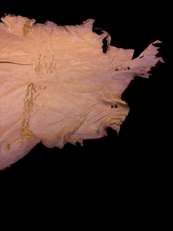 Tattered piece of light-colored leather resting.