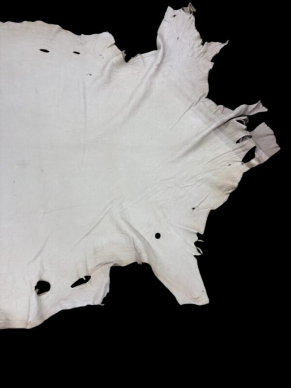 DFCA5562 Animal hide with holes on black background.