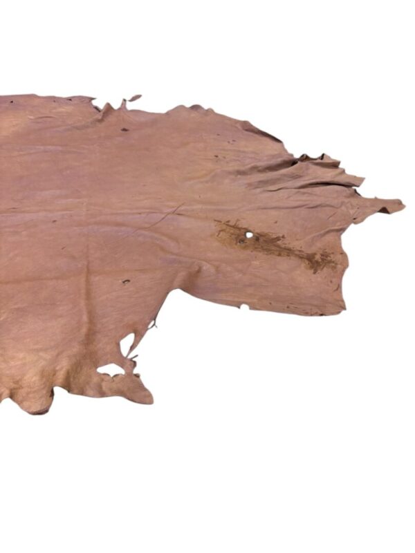 FHGU8051 Raw animal hide on a white background.