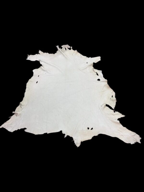 FTWE1476 Animal hide displayed on a black background.