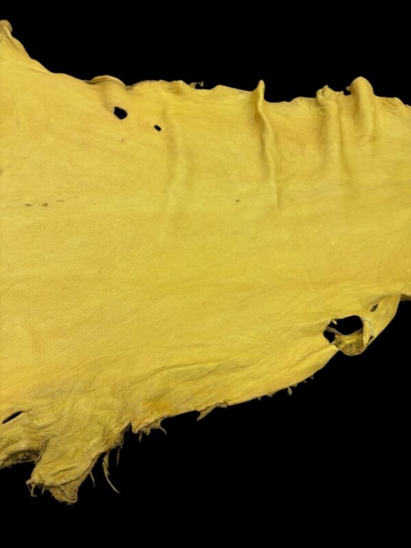 Yellow leather hide with irregular edges.