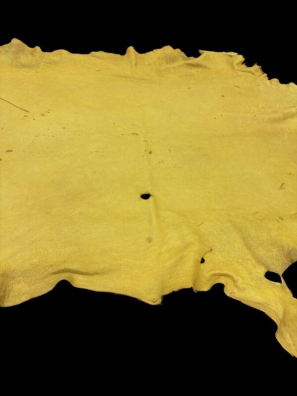 Yellow animal hide with irregular edges.