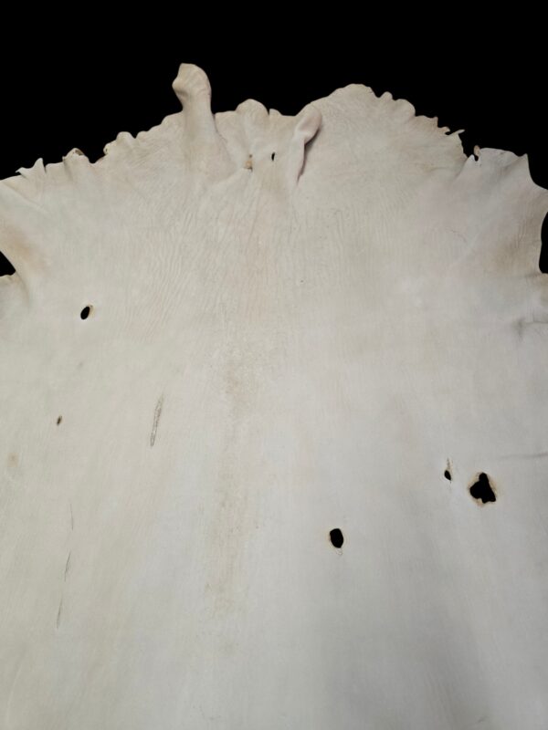 Smoke Deerskin Hide - C-13 Pic 4