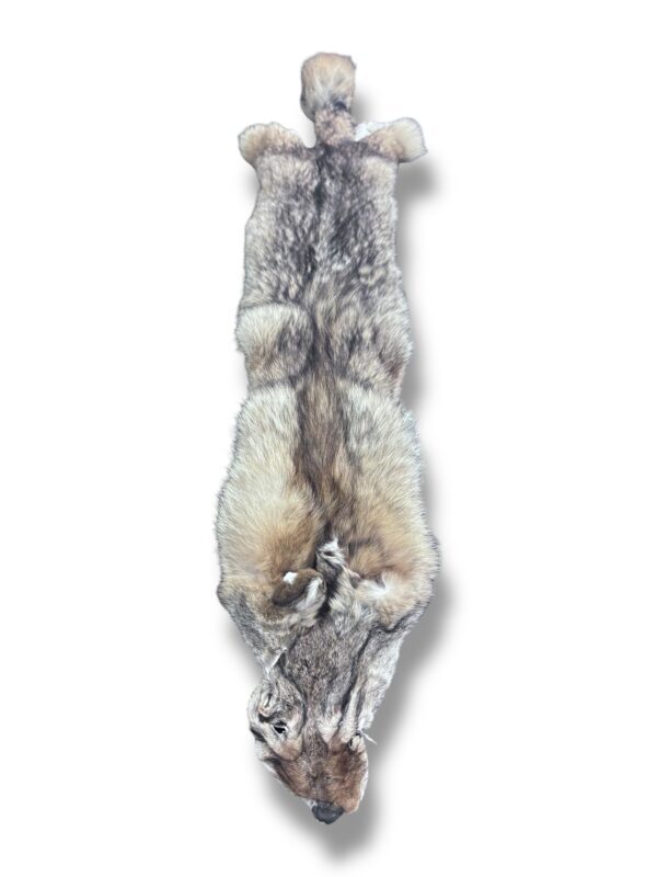 Eastern Coyote Hide