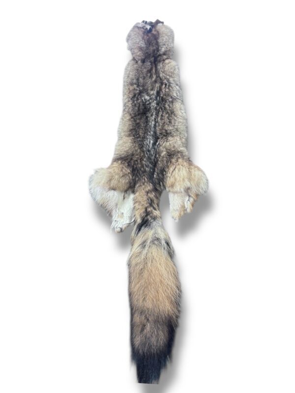 Eastern Coyote Hide