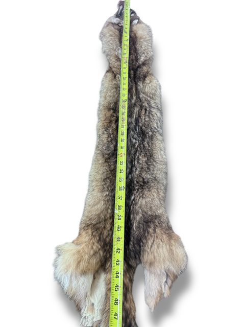 Eastern Coyote Hide