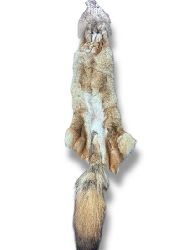 Eastern Coyote Hide