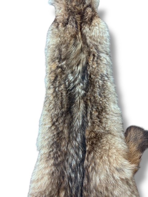 Eastern Coyote Hide