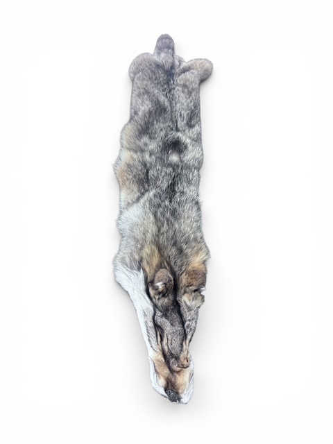 Eastern Coyote hide 3