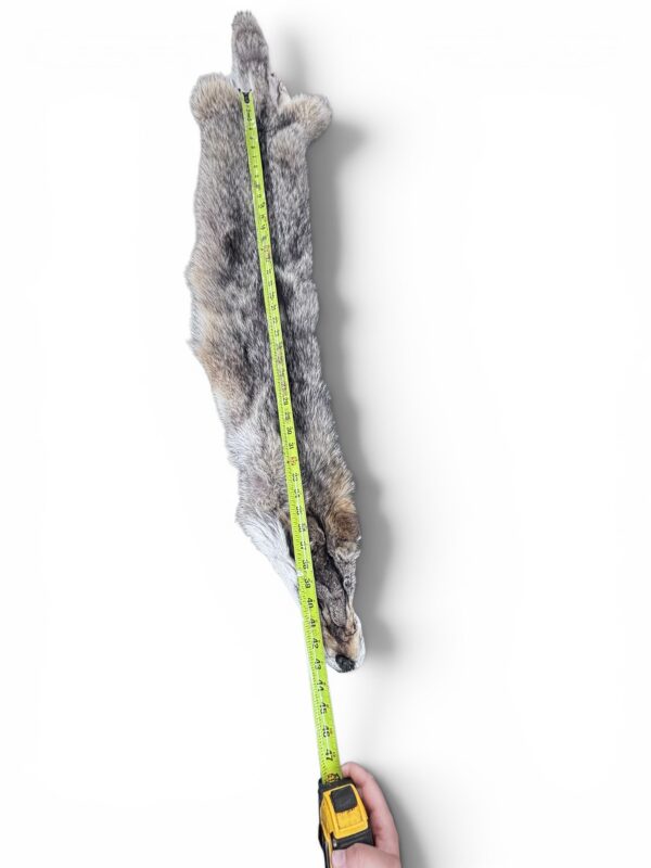 Eastern Coyote Hide 2