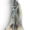 Eastern Coyote Hide 2