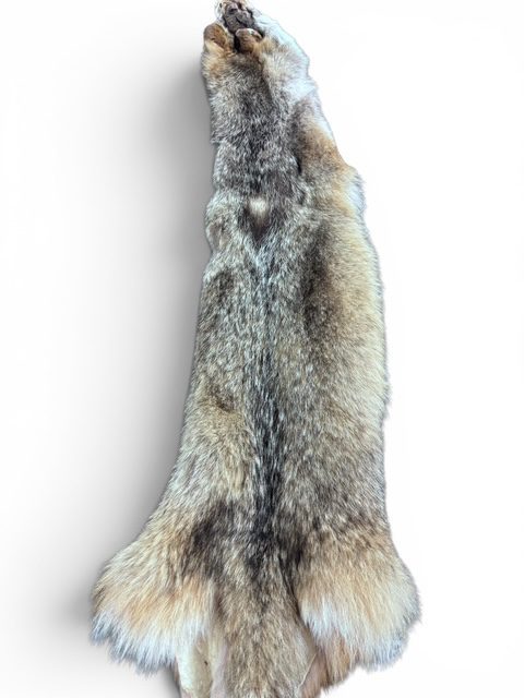 Eastern Coyote Hide 2