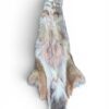 Eastern Coyote Hide 2