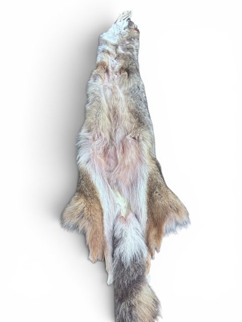 Eastern Coyote Hide 2