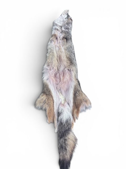 Eastern Coyote Hide 2
