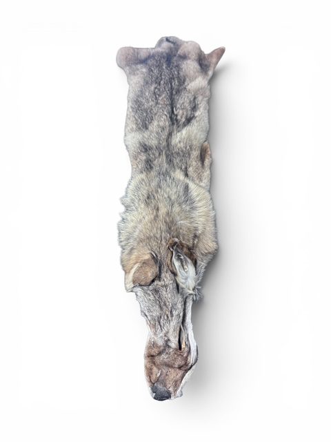 Eastern Coyote Hide 3