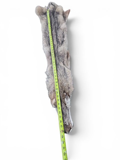 Eastern Coyote Hide 3